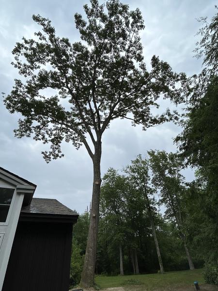 Swede's Tree Service LLC