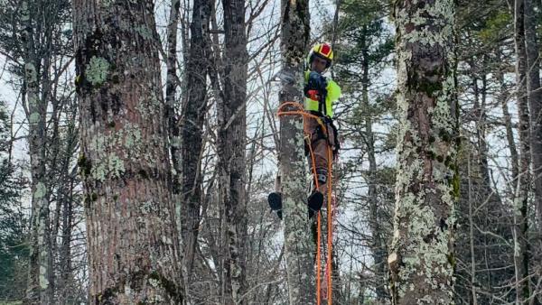 Swede's Tree Service LLC