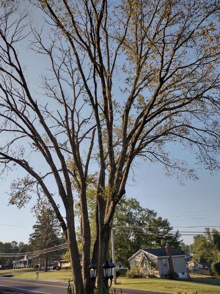 Hanneke Tree Service
