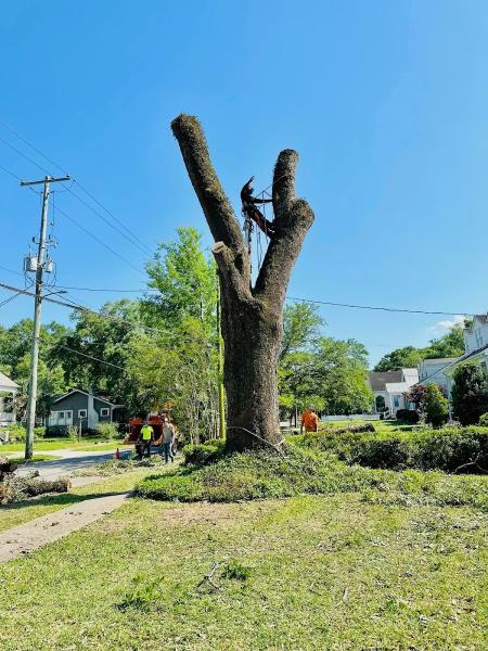 Coastal Tree Co.