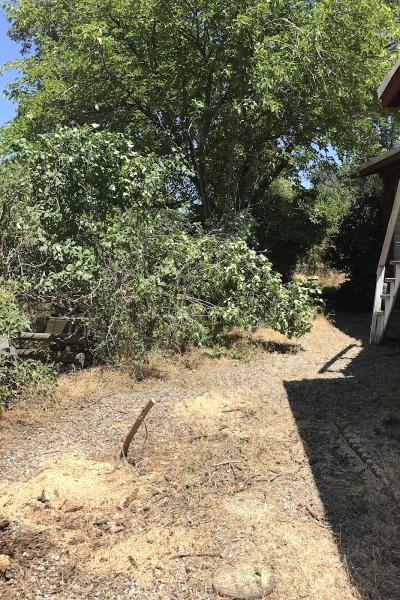 Conley Tree and Brush