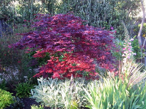 Beaudry Garden Design