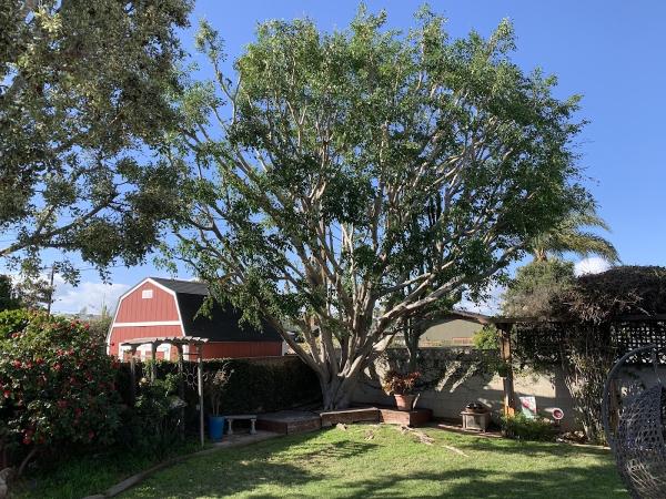 Atlas Tree Service