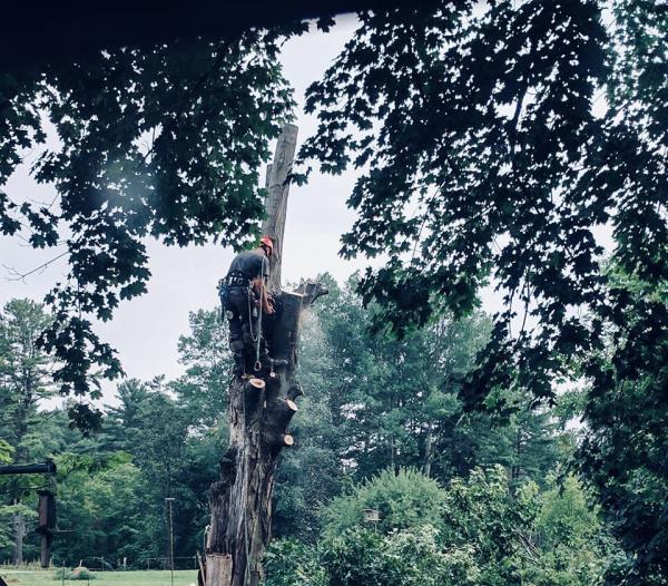 Adirondack Tree Solutions LLC
