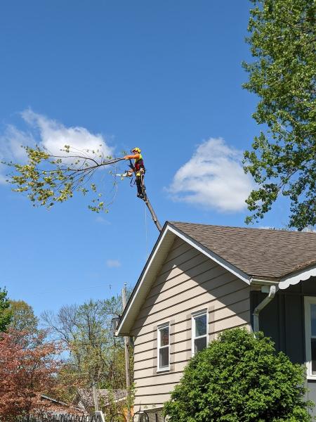 Lackeys Tree Service