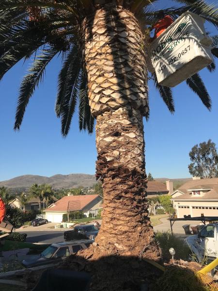Rod's Tree Service