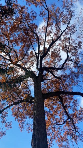 Outdoor Inspirations Tree Service