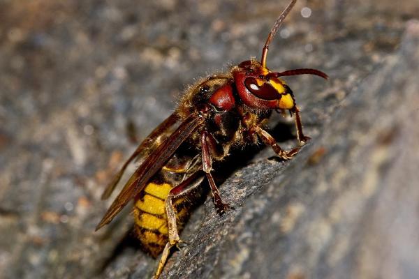 Ocal Pest Control