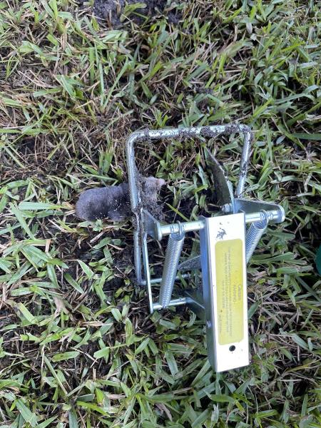 Mole Masters LLC