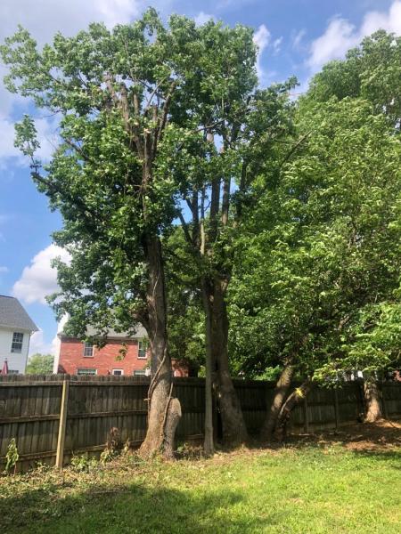 Benigno Perez Tree Services