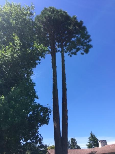 Duran Tree Service LLC