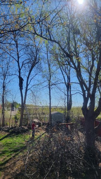 Lumber Joe Tree Services