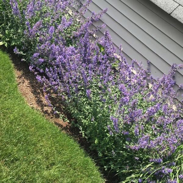 Pro Landscaping Inc
