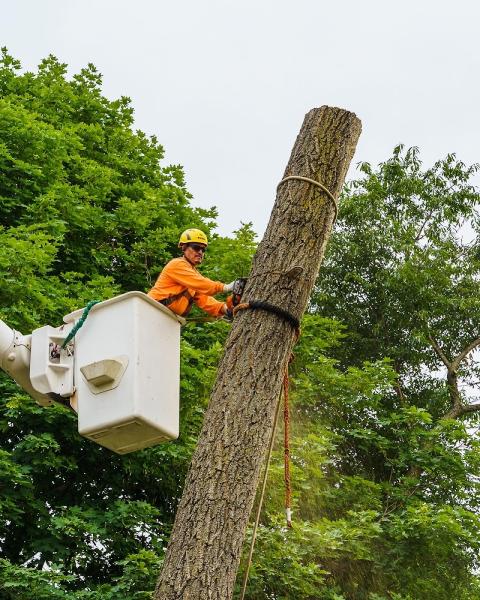 Magic Hands Tree Services