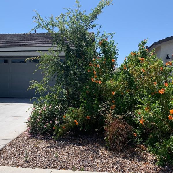 Alex Landscaping Services