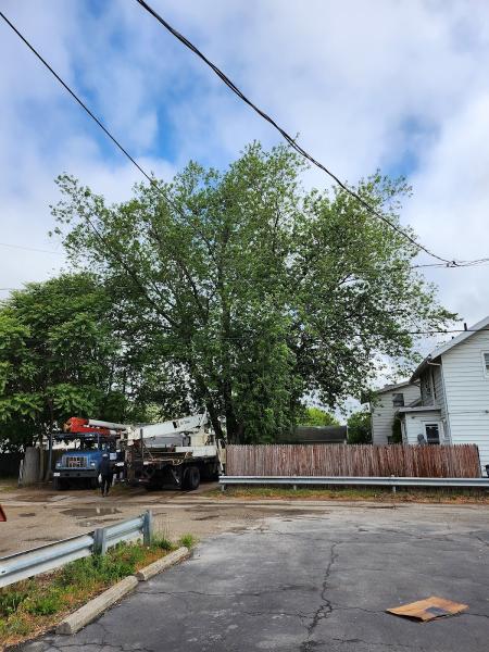 Ruiz Tree Service