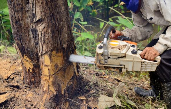 Fathers Tree Service