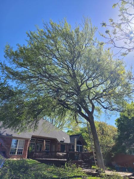 Centex Tree Solutions