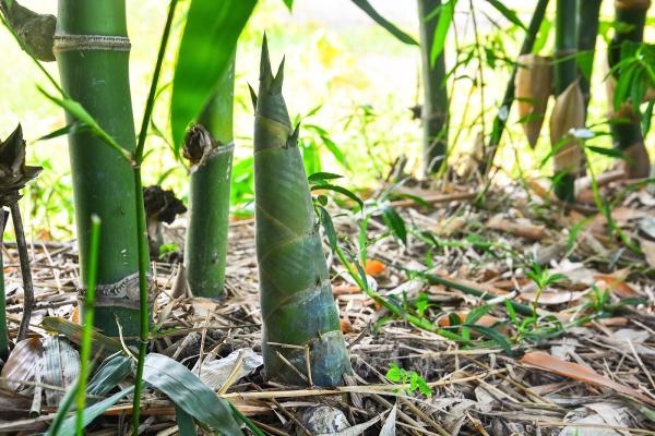 Professional Bamboo Landscapers LLC