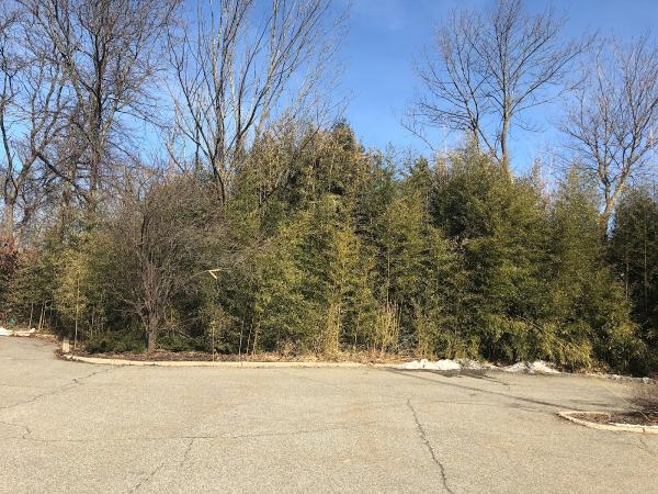 Professional Bamboo Landscapers LLC