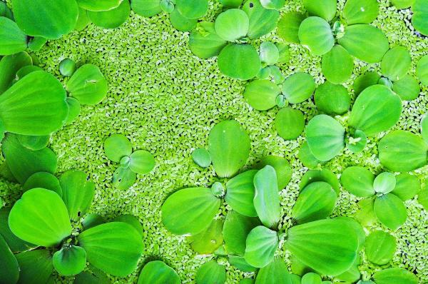 Aquatic Management Strategies