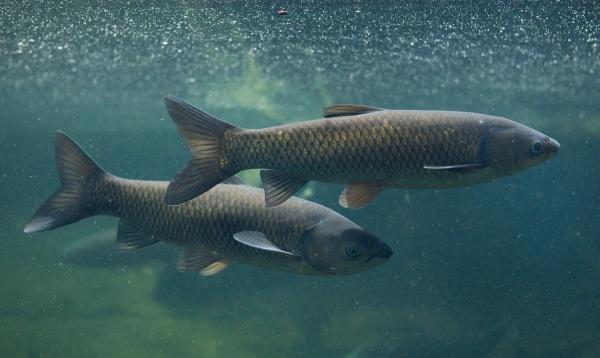 Aquatic Management Strategies