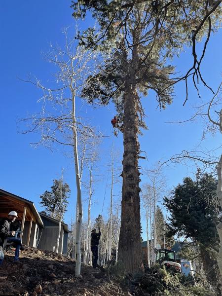 K & C Tree Service Experts