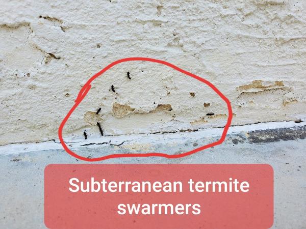 M Squared Pest Control