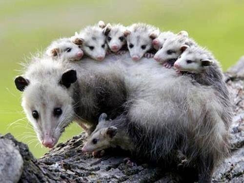 Trapping USA Animal Removal & Pest Control