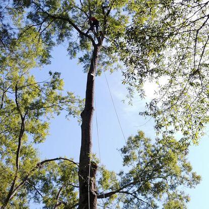 Knoxville Tree Service