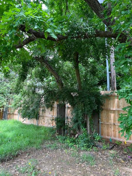 TLC Tree and Lawn Care