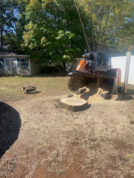 Stump Professionals