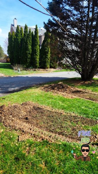 Stump Professionals