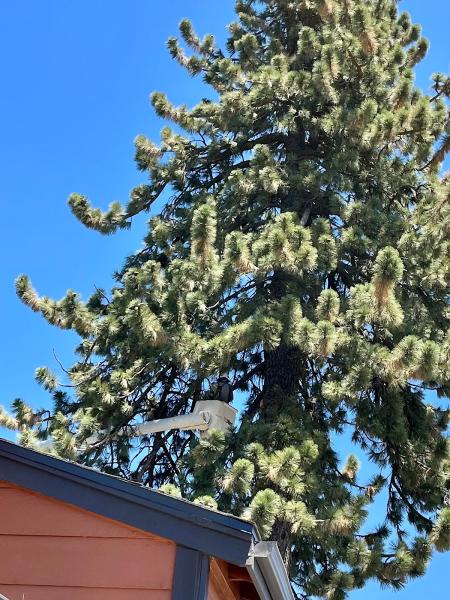 Paragon Tree Care