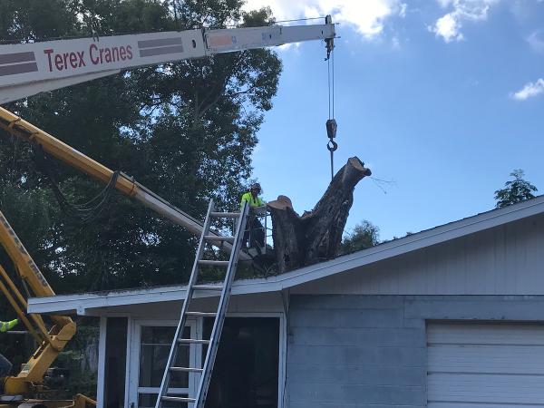 Panorama Tree Care: Tampa Tree Services