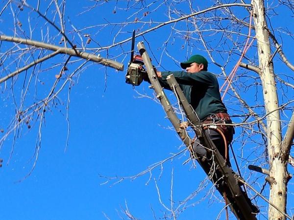 Panorama Tree Care: Tampa Tree Services