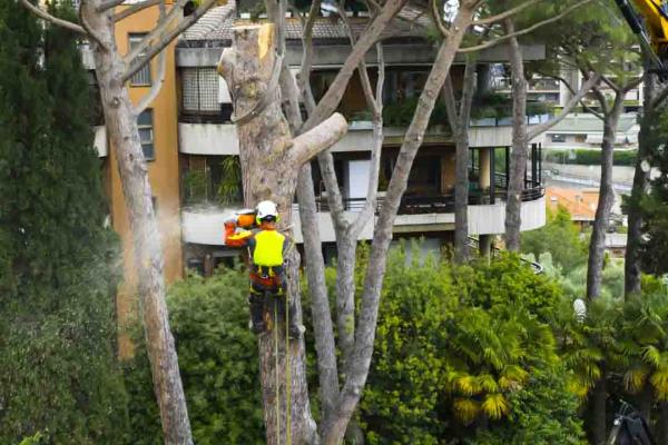 Albany Tree Service Pros