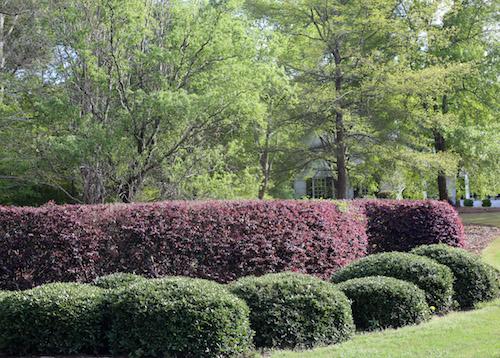 Athens Lawn Care and Service