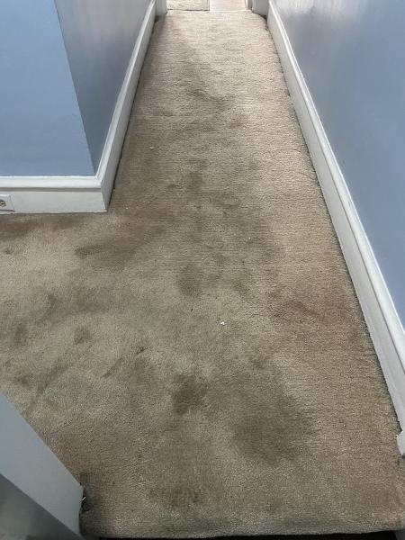 Steam My Carpet