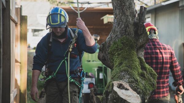 Seattle Tree Professionals