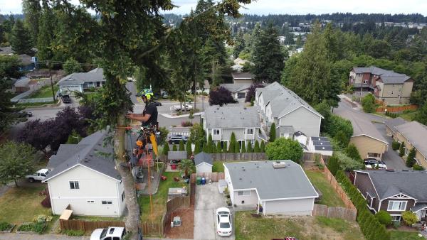 Seattle Tree Professionals