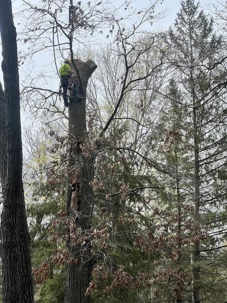 McClellan Tree Service