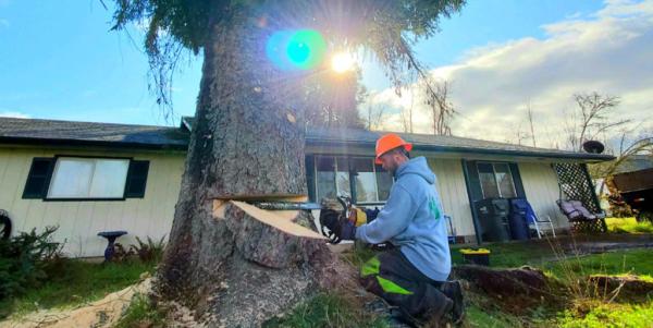 Tim's Eugene Springfield Tree Removal Service