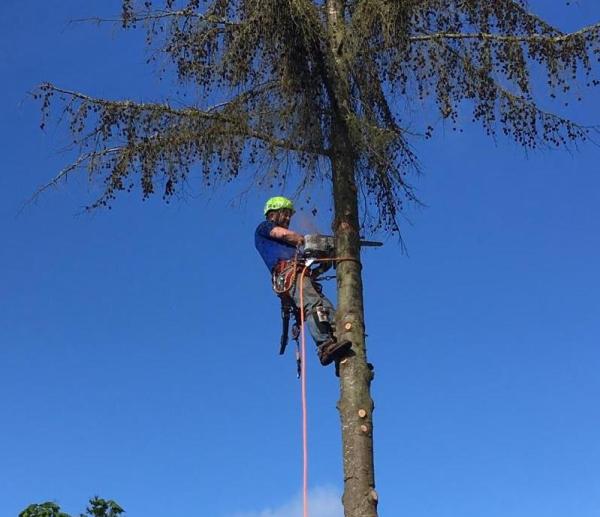 Tim's Eugene Springfield Tree Removal Service