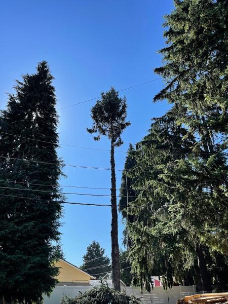 Tim's Eugene Springfield Tree Removal Service