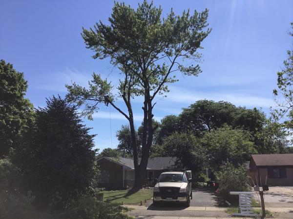 Zephyr Tree Service