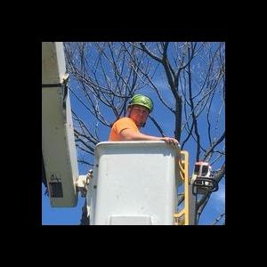 ACC Tree Service LLC