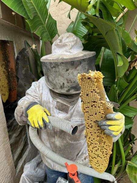 MJC Live Bee Removal