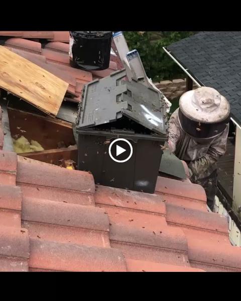 MJC Live Bee Removal