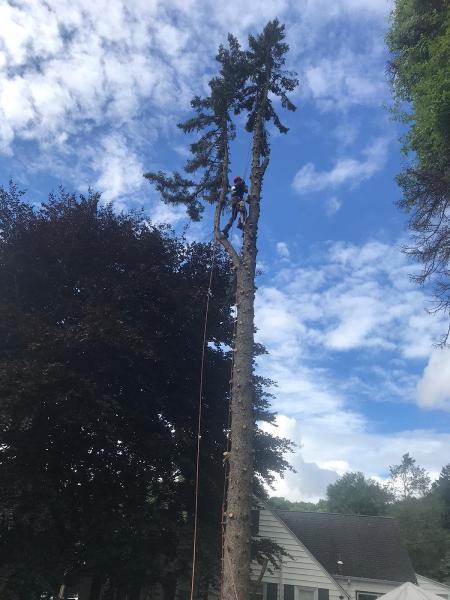 All Complete Tree Service